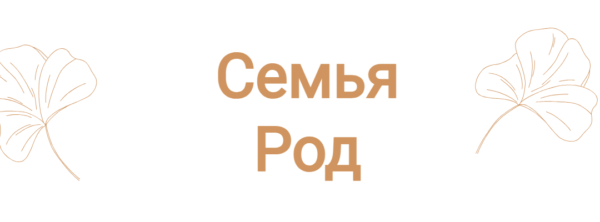 Ева - ТВ